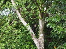 Monkey outside our apartment